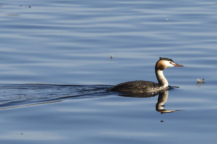 Птица года – 2026: все о чомге, скрытной красавице водоемов